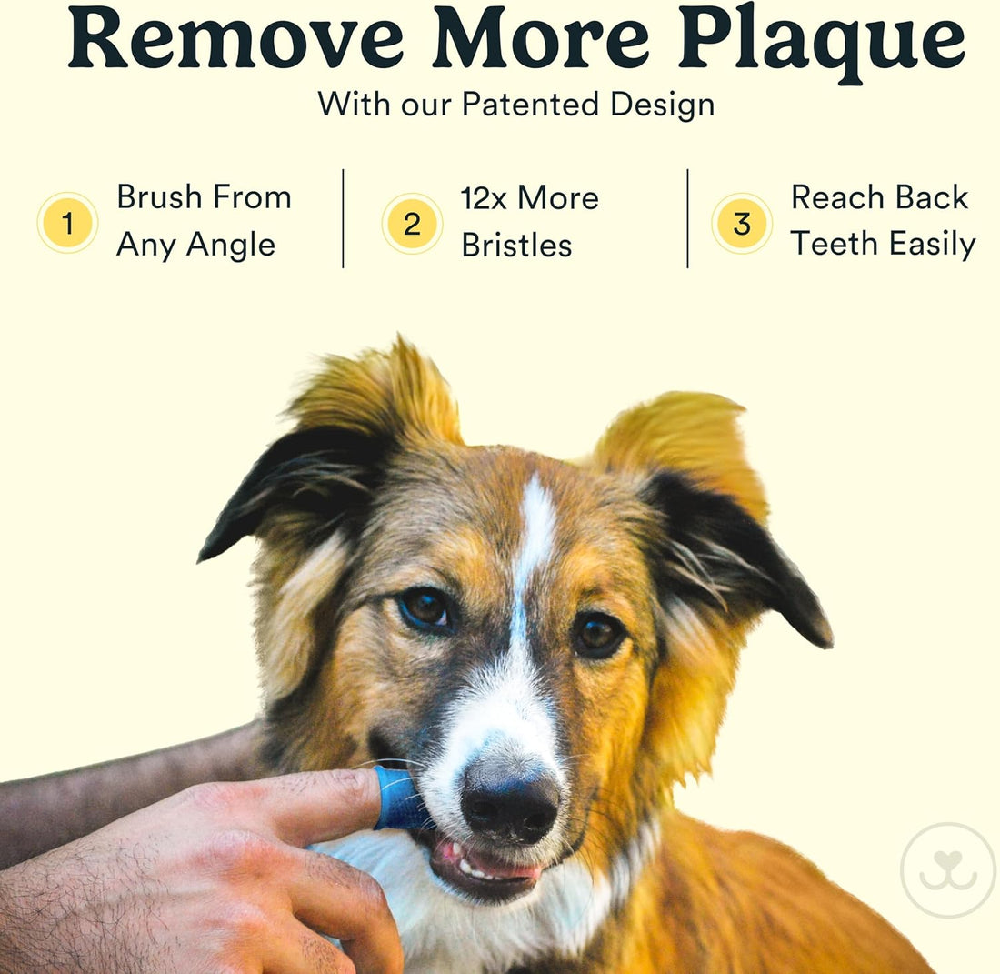 Jasper Dog Toothbrush – Finger & Cat Toothbrush Kit for Small & Large Pets